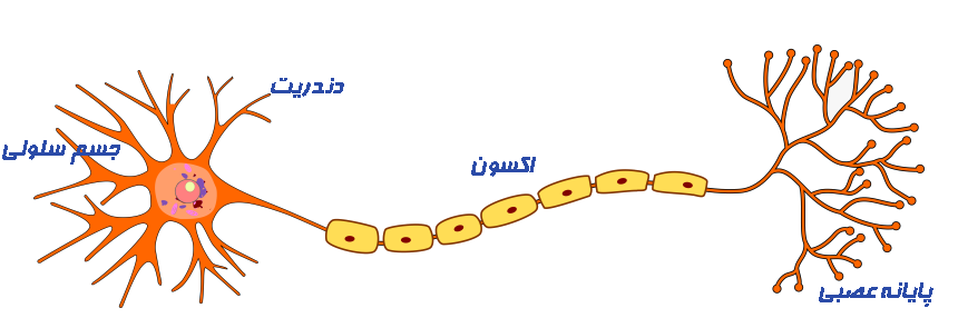 نورون چیست؟